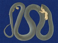 藏品(青蛇)的圖片